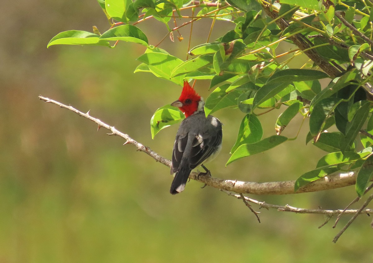 Red-crested Cardinal - Birding Tours Uruguay