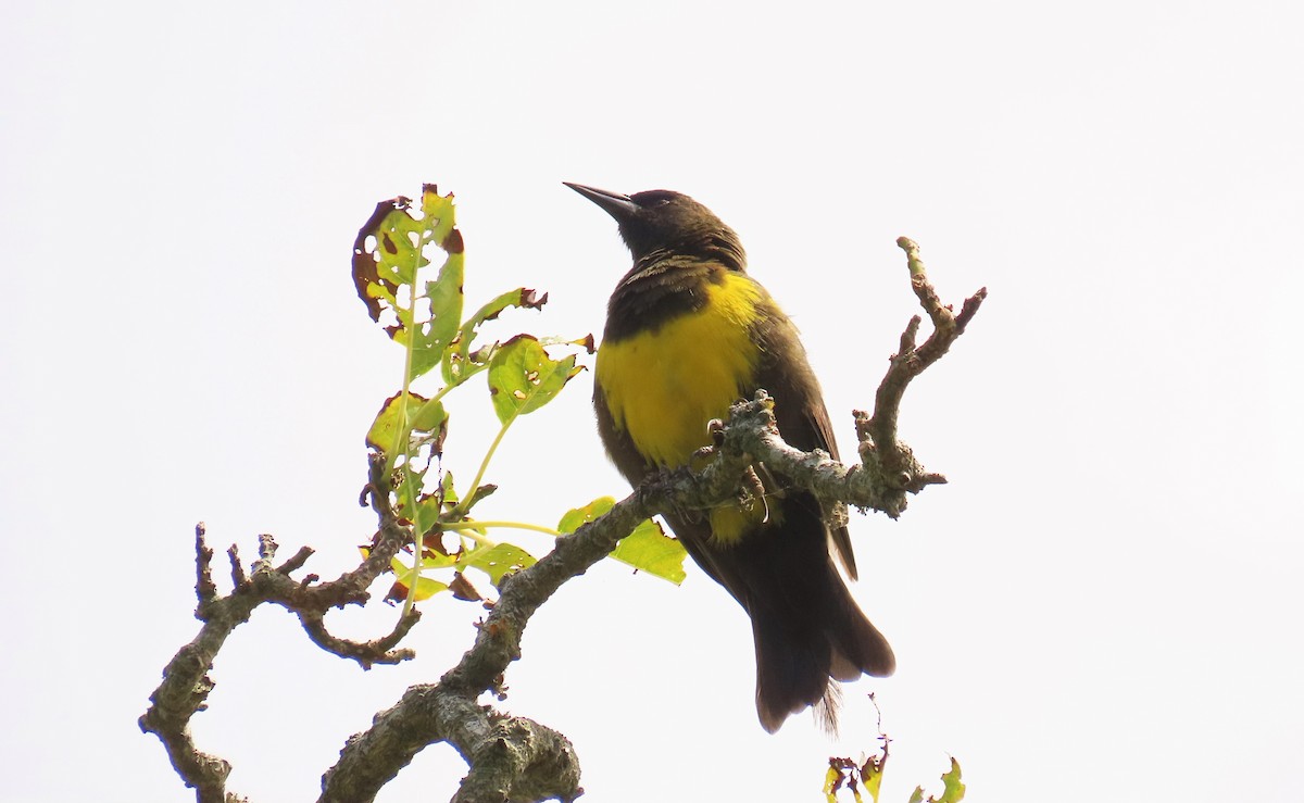 Brown-and-yellow Marshbird - Birding Tours Uruguay