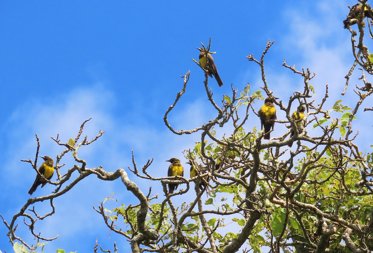 Brown-and-yellow Marshbird - ML615934094