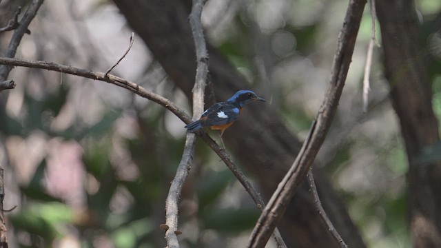 Blue-capped Rock-Thrush - ML615934150