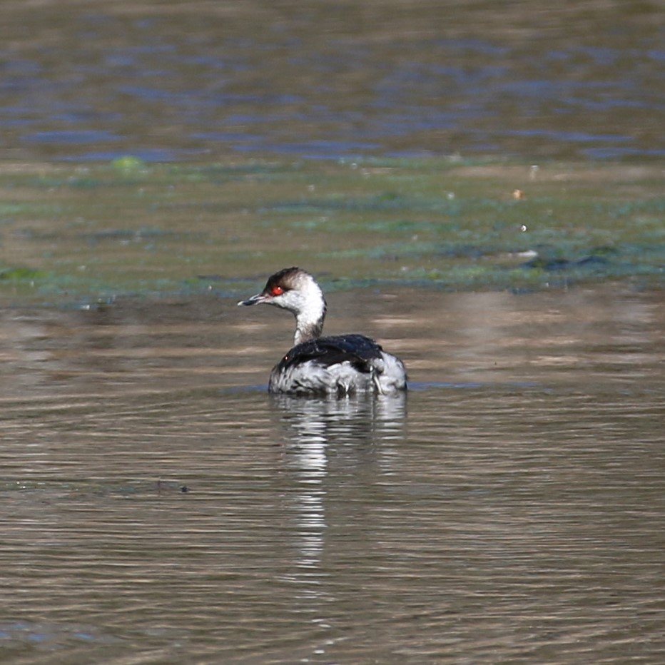 Horned Grebe - ML615934186