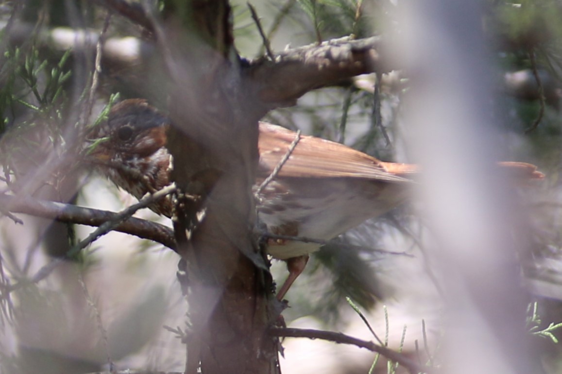 Fox Sparrow (Red) - ML615934199