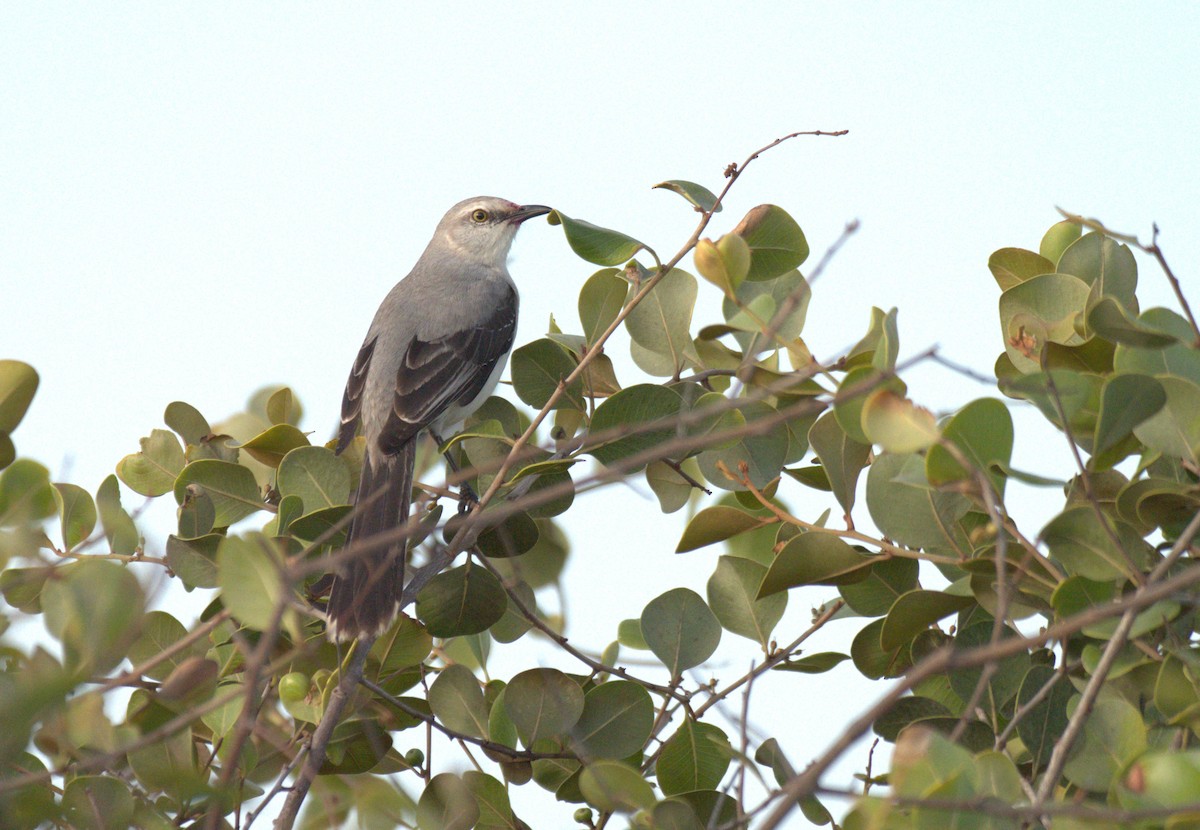 Tropical Mockingbird (Mayan) - ML615934222