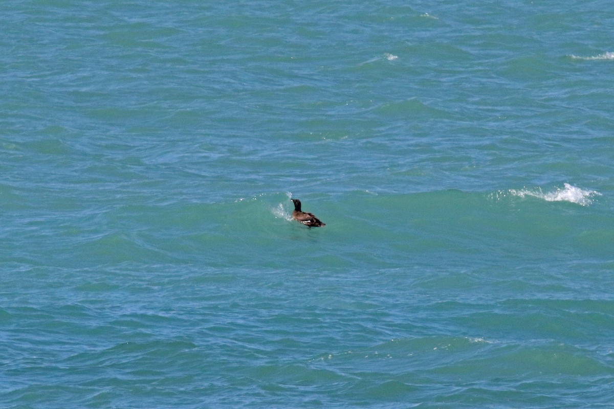 White-winged Scoter - John Skene