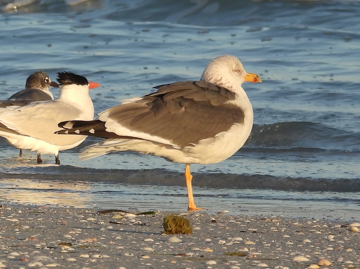 Lesser Black-backed Gull - ML615934243