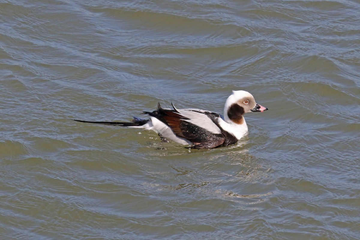 Long-tailed Duck - John Skene