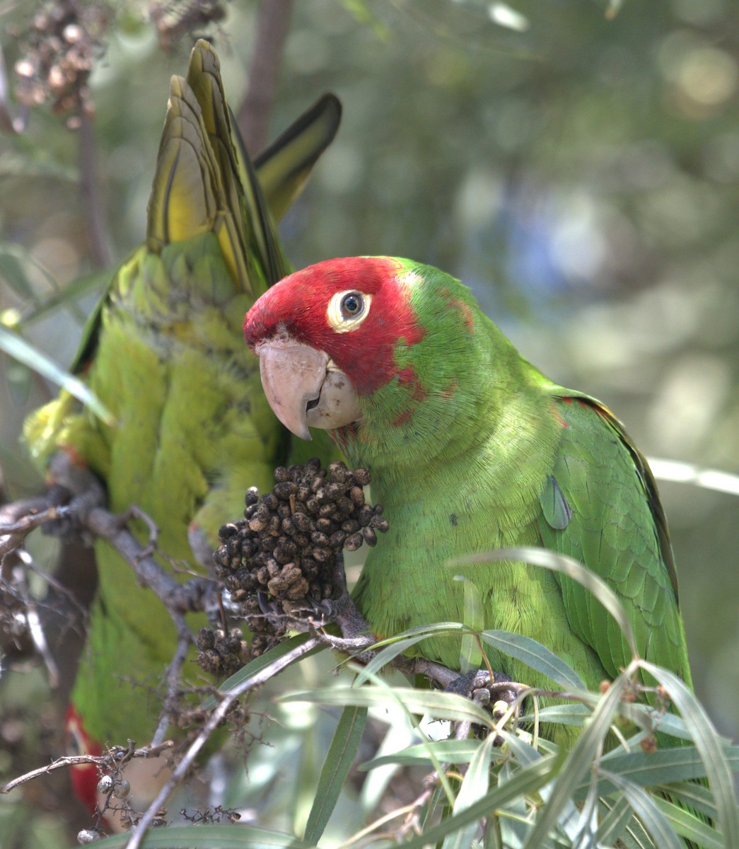 オナガアカボウシインコ - ML615934272