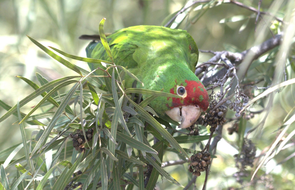 オナガアカボウシインコ - ML615934278