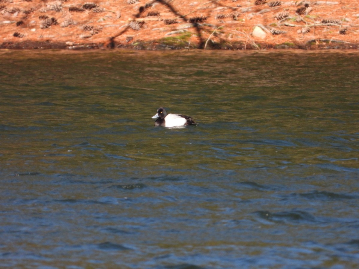 Greater/Lesser Scaup - ML615934312