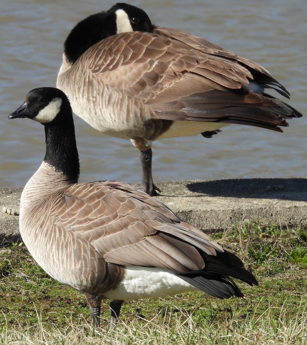 Cackling Goose - ML615934318