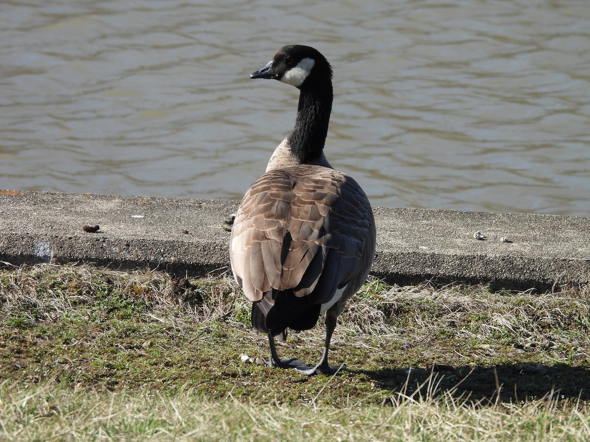 Cackling Goose - ML615934321