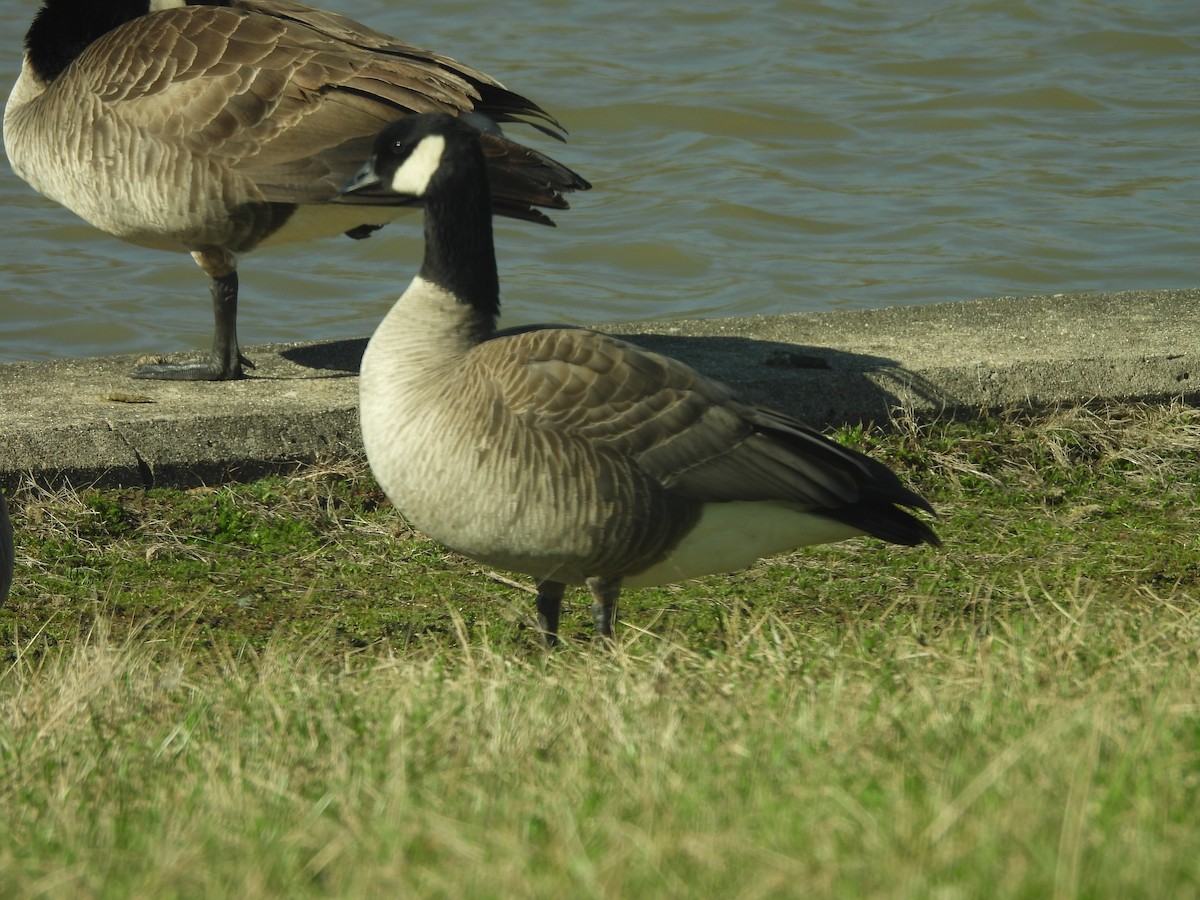 Cackling Goose - ML615934322