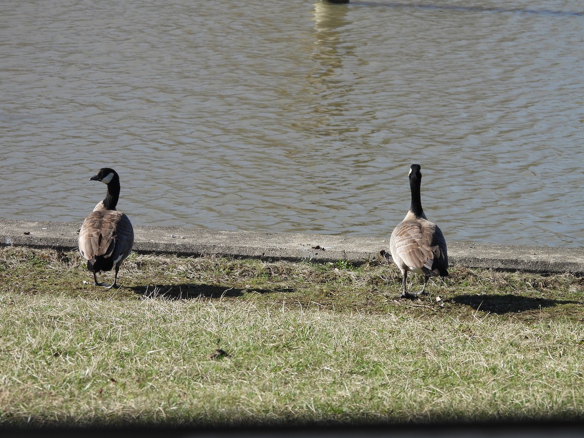 Cackling Goose - Sean Bryson