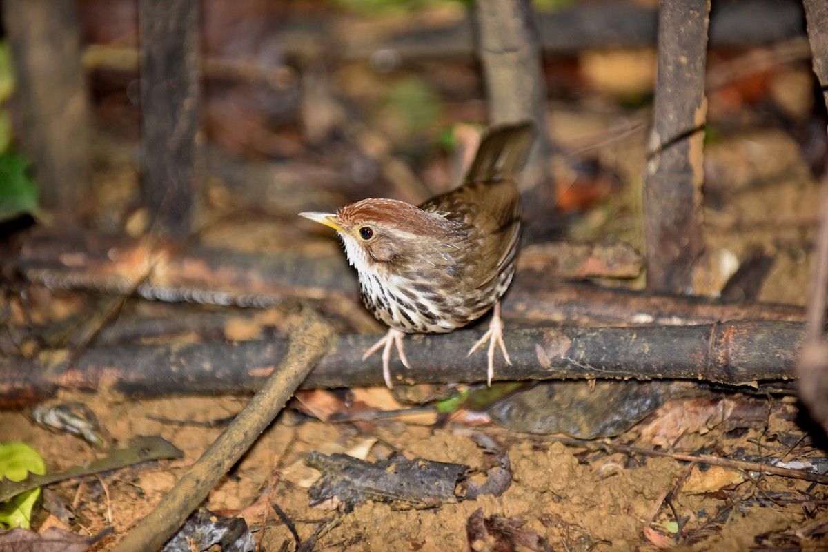 Puff-throated Babbler - ML615934329