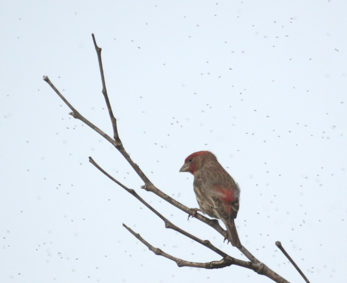 House Finch - ML615934358