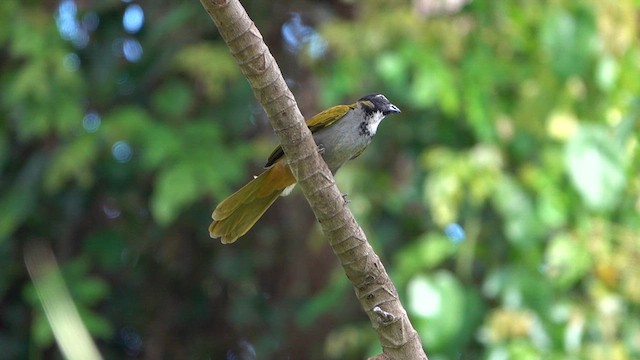 Black-headed Saltator - ML615934381