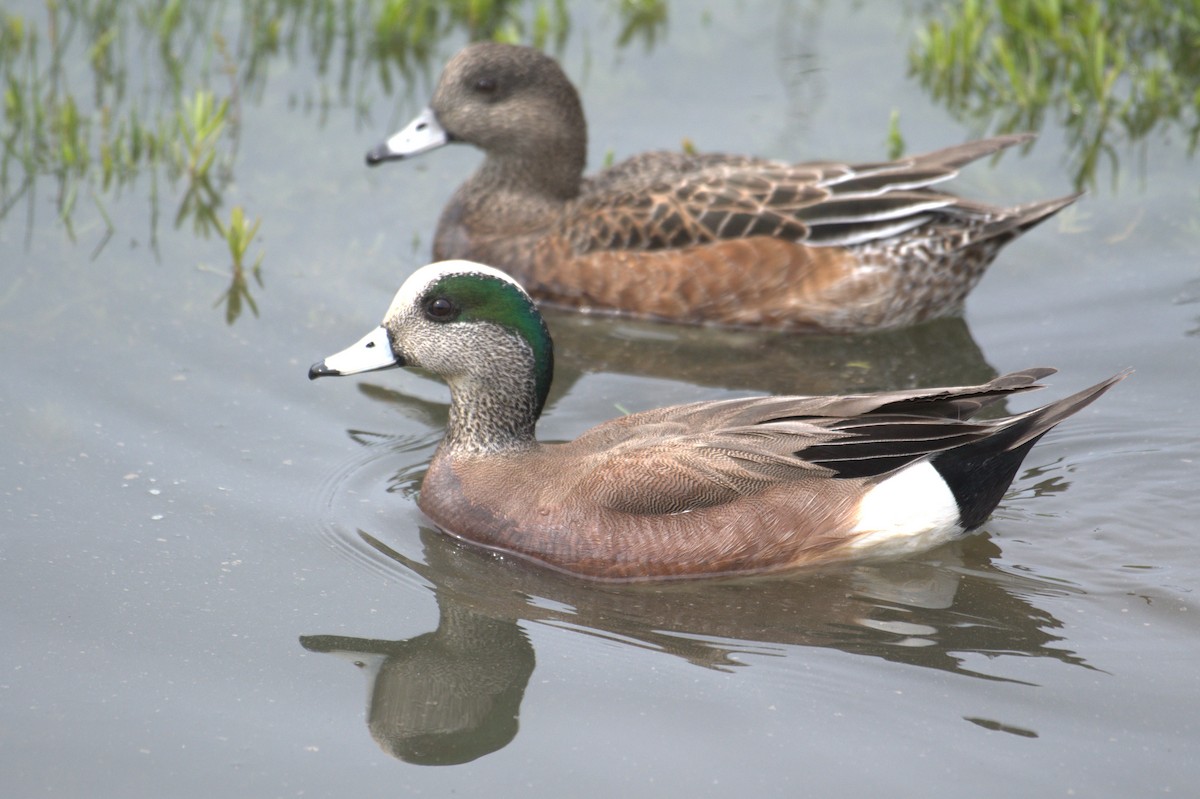 American Wigeon - Sia McGown