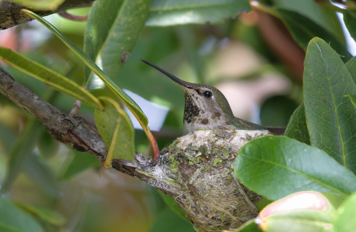 Anna's Hummingbird - Sia McGown