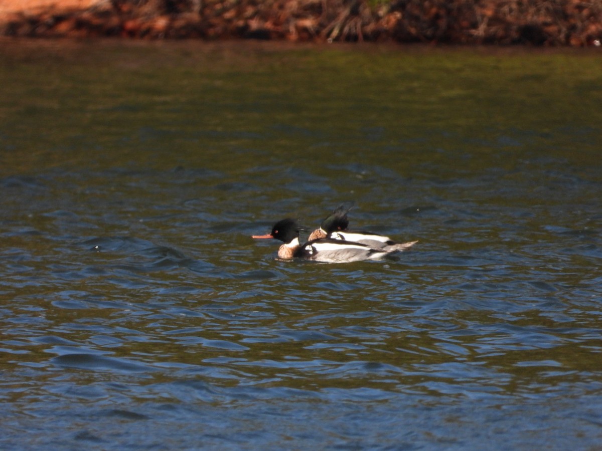 Red-breasted Merganser - Bob Koontz