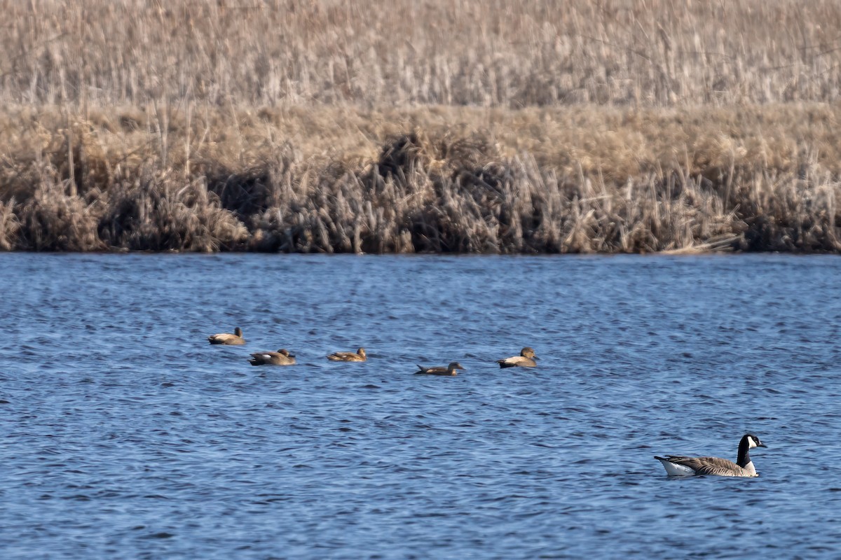 Gadwall - ML615934431