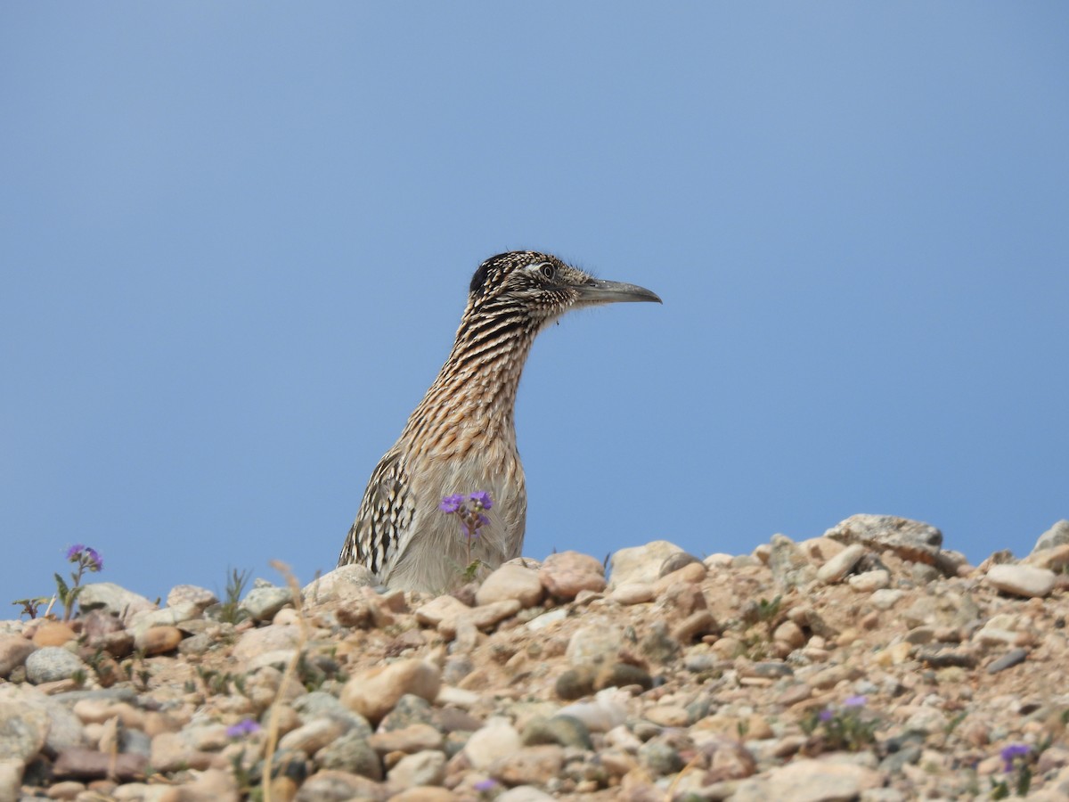 Greater Roadrunner - ML615934470