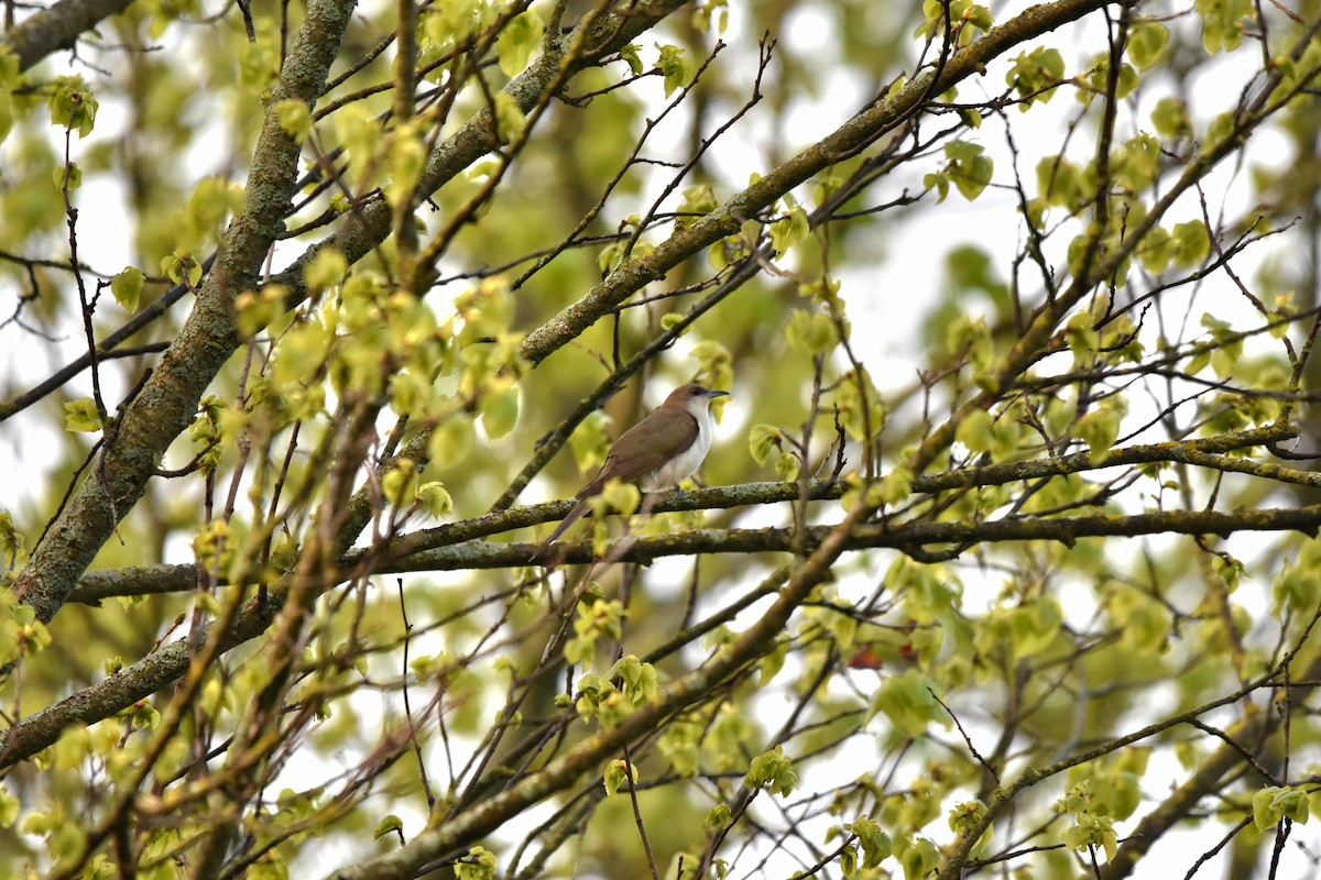 Black-billed Cuckoo - ML615934562