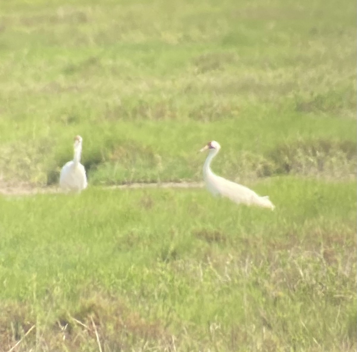 Whooping Crane - ML615934601