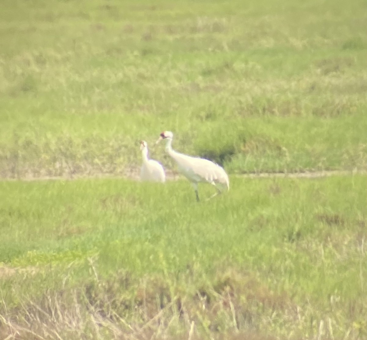 Whooping Crane - ML615934602