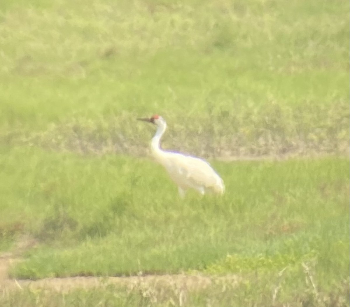 Whooping Crane - ML615934603