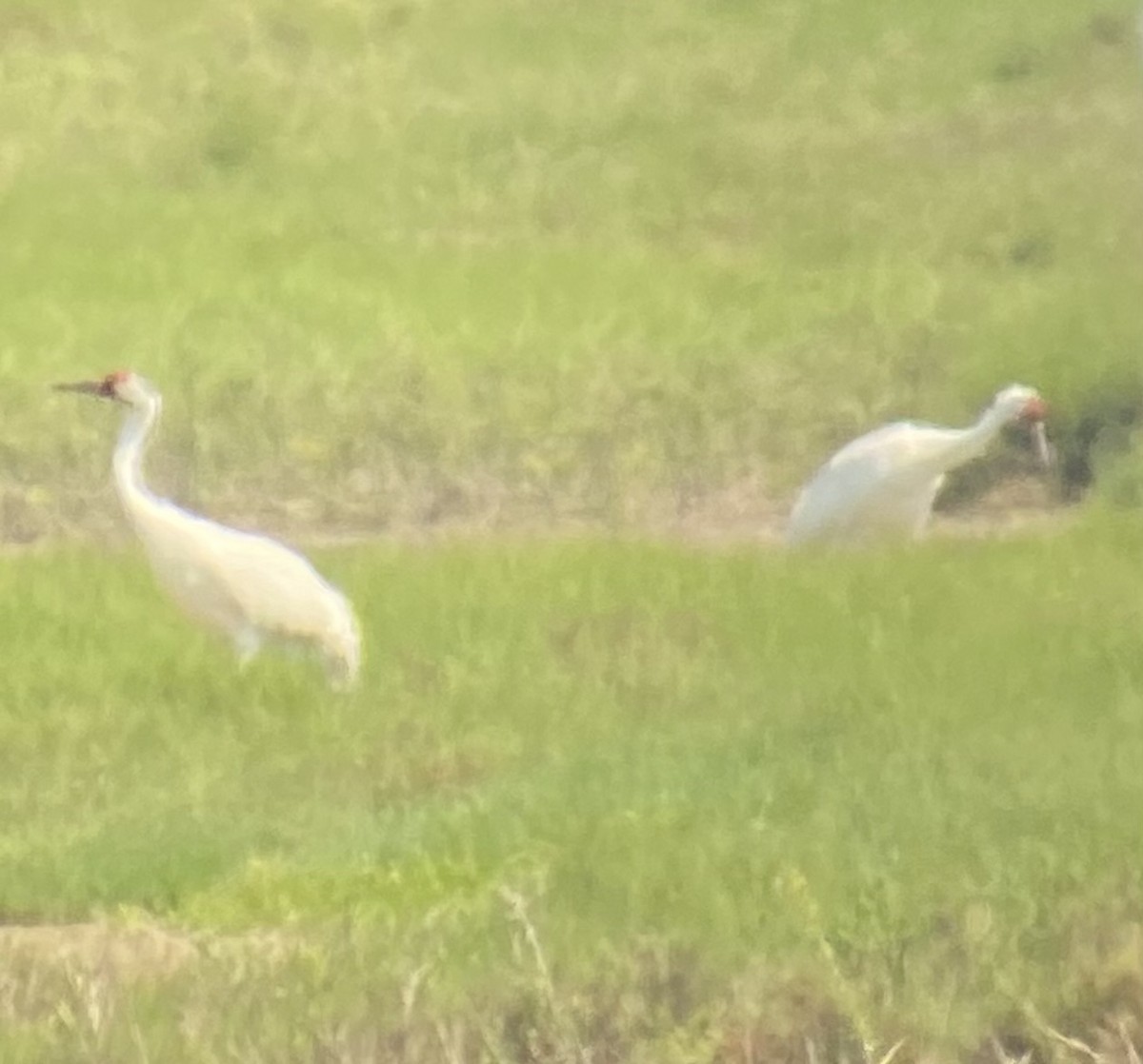 Whooping Crane - ML615934604