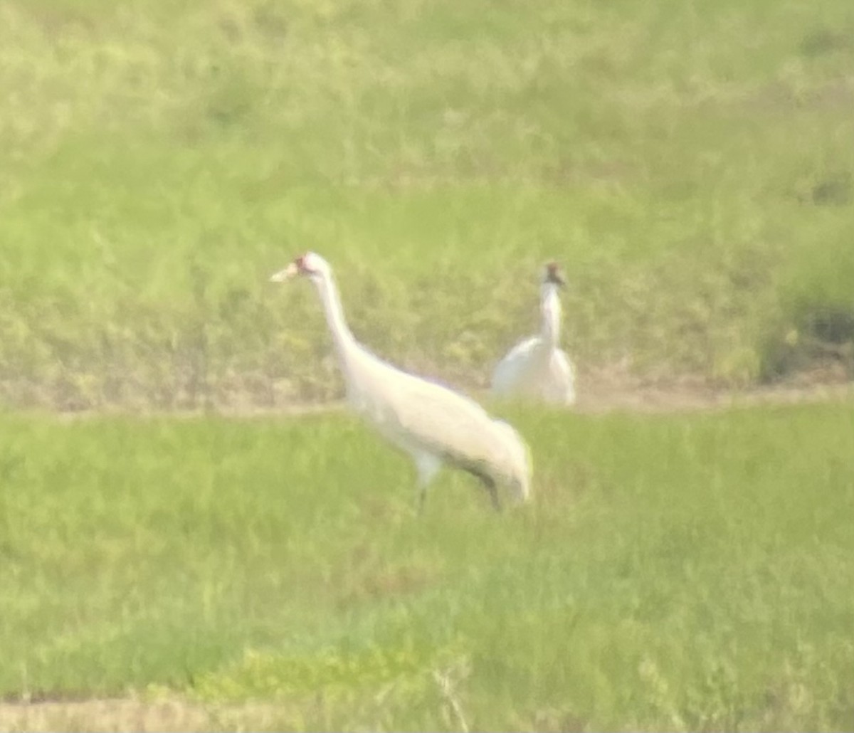 Whooping Crane - ML615934605