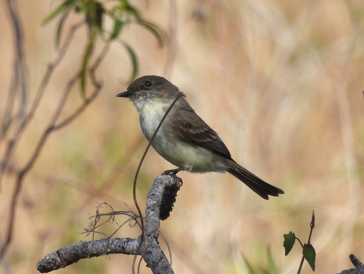 Eastern Phoebe - ML615934640