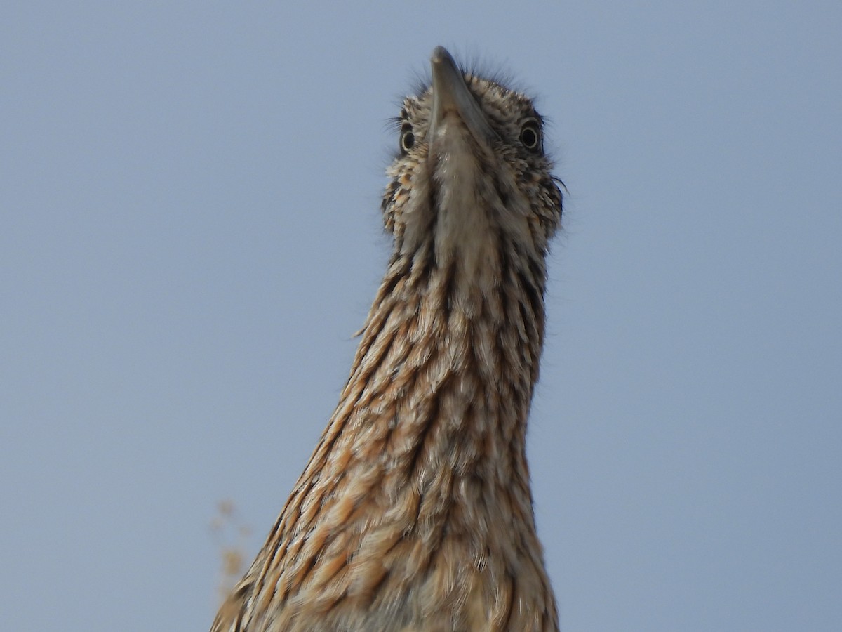 Greater Roadrunner - ML615934663