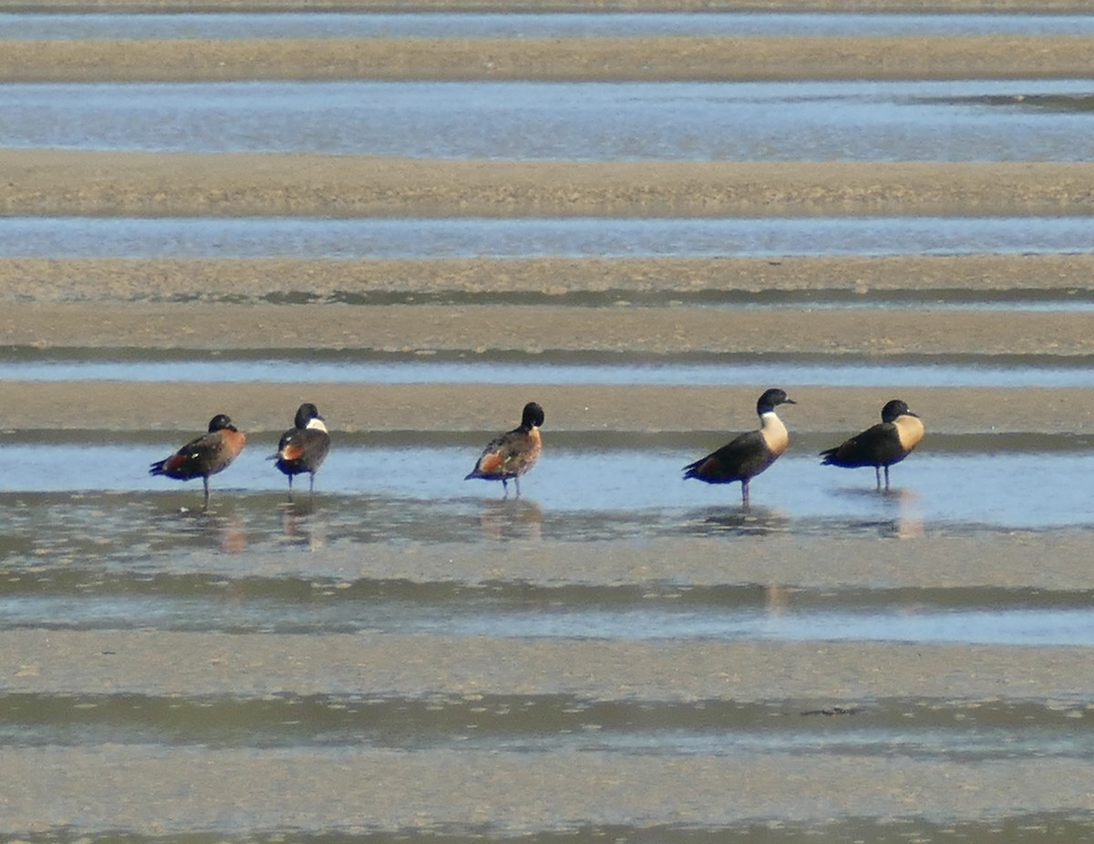 Australian Shelduck - Chris Payne