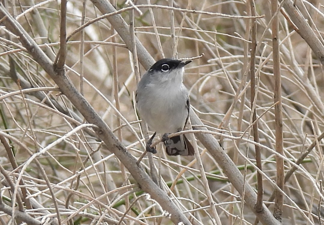 Black-tailed Gnatcatcher - ML615934694