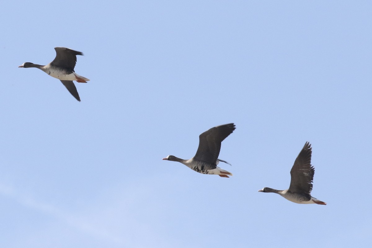 Greater White-fronted Goose - ML615934699