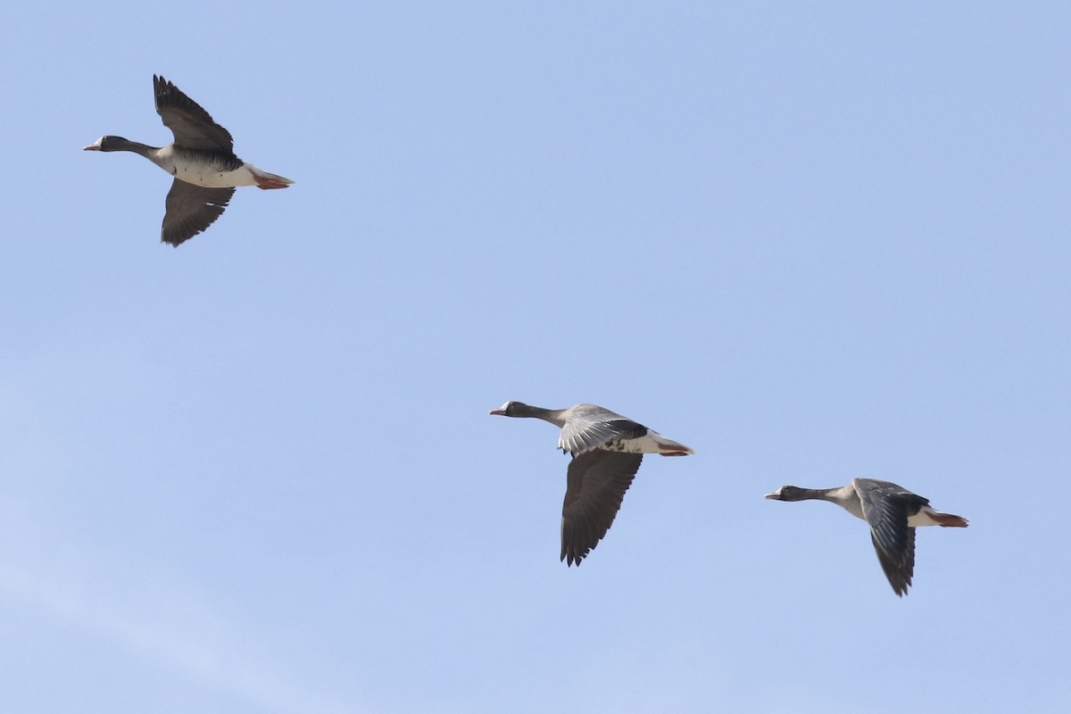 Greater White-fronted Goose - ML615934700