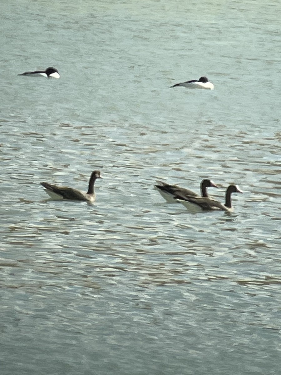 Greater White-fronted Goose - ML615934701