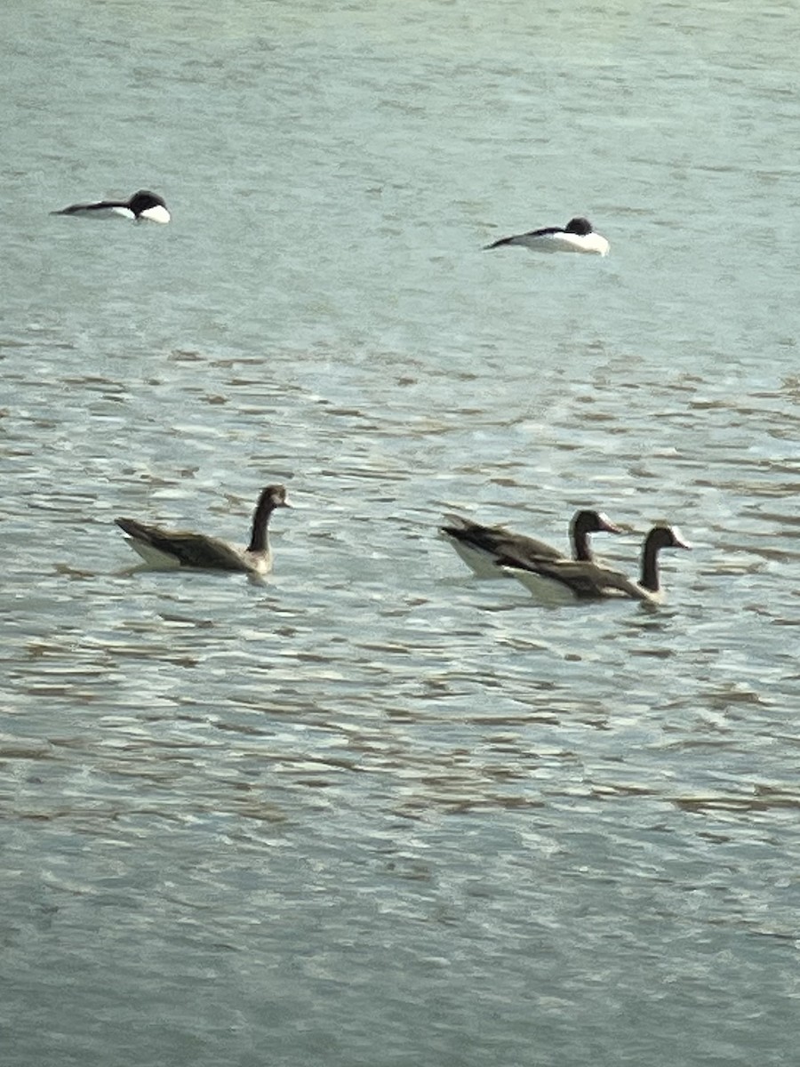 Greater White-fronted Goose - Carol Ortenzio