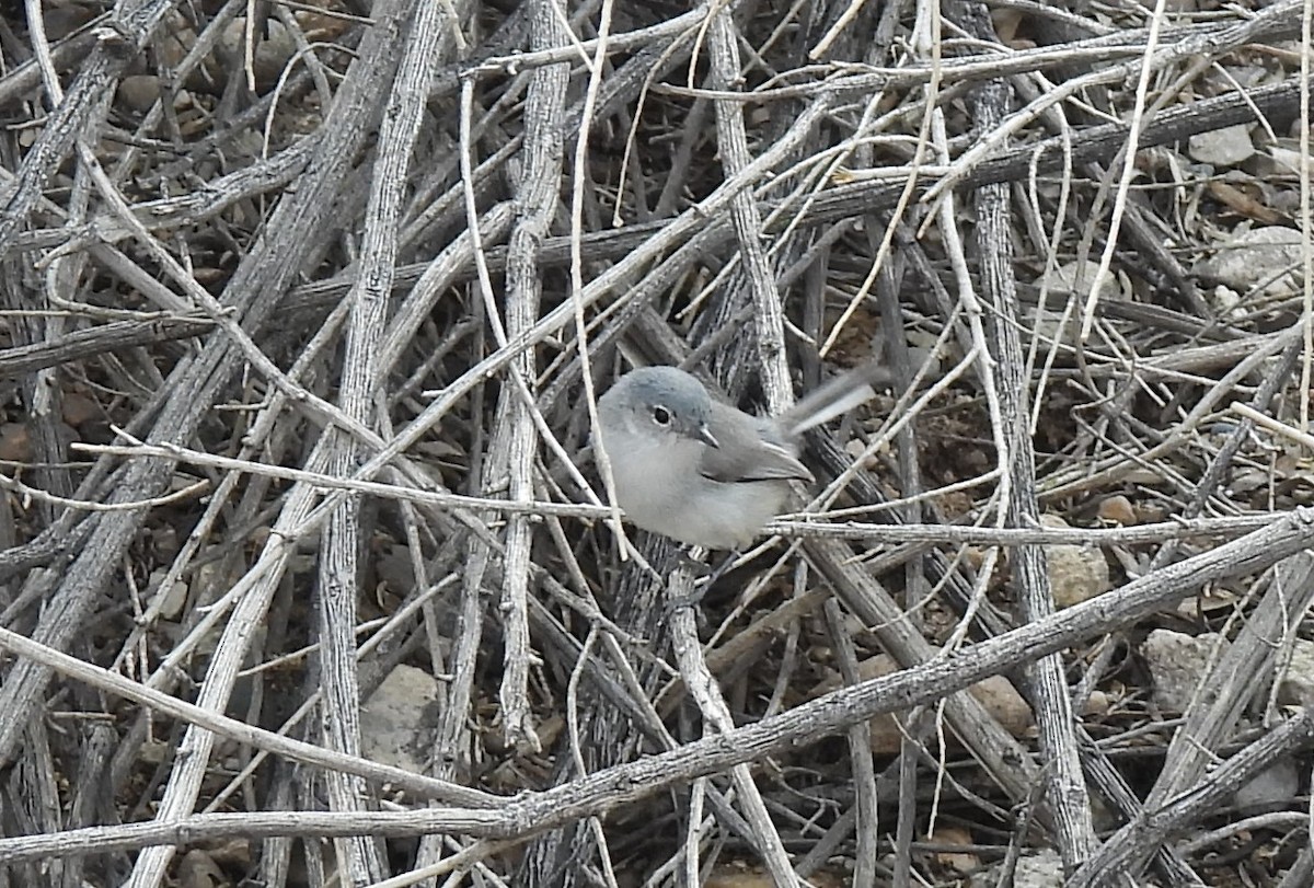 Black-tailed Gnatcatcher - ML615934709