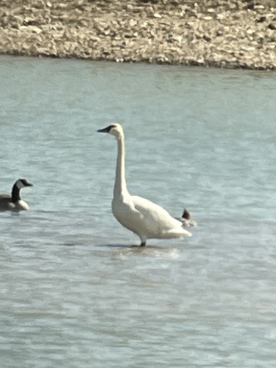 Tundra Swan - ML615934714