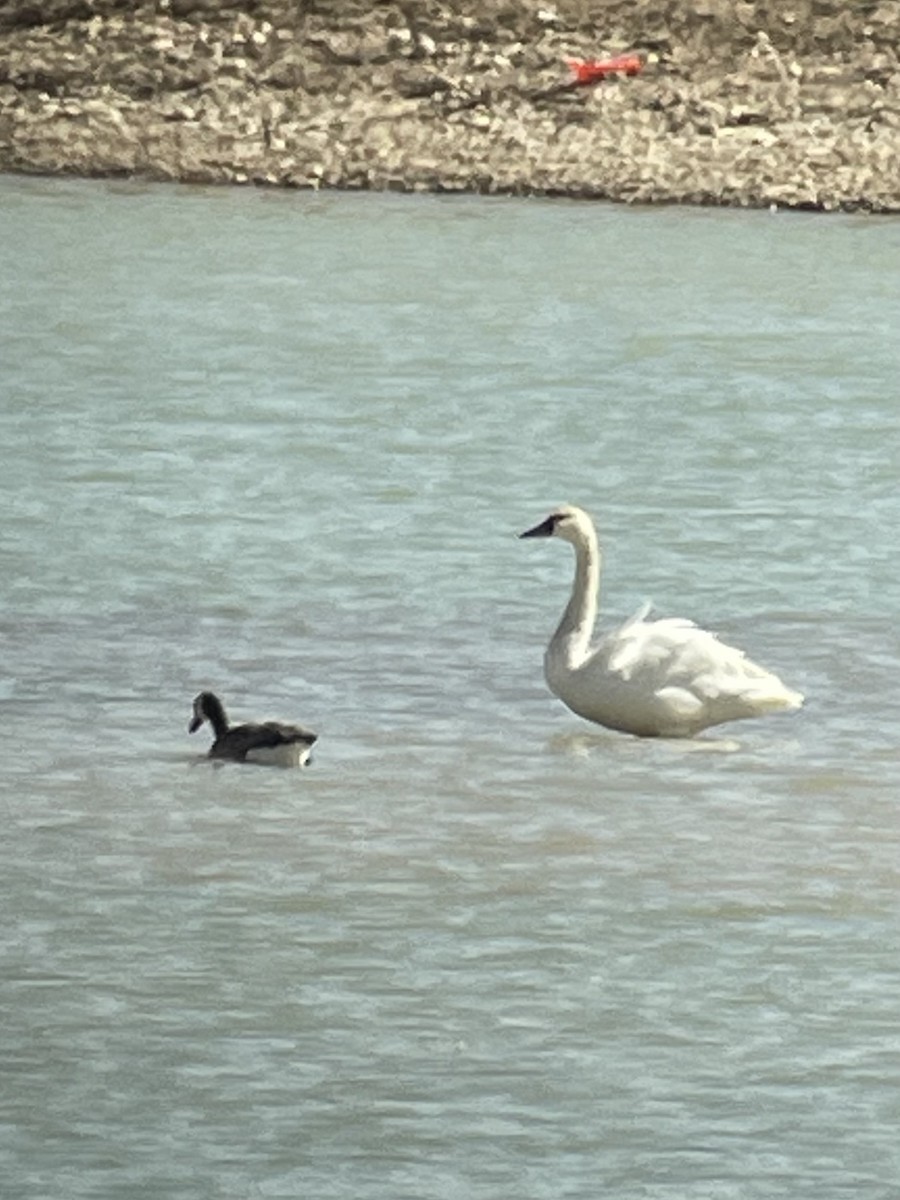 Cygne siffleur - ML615934715