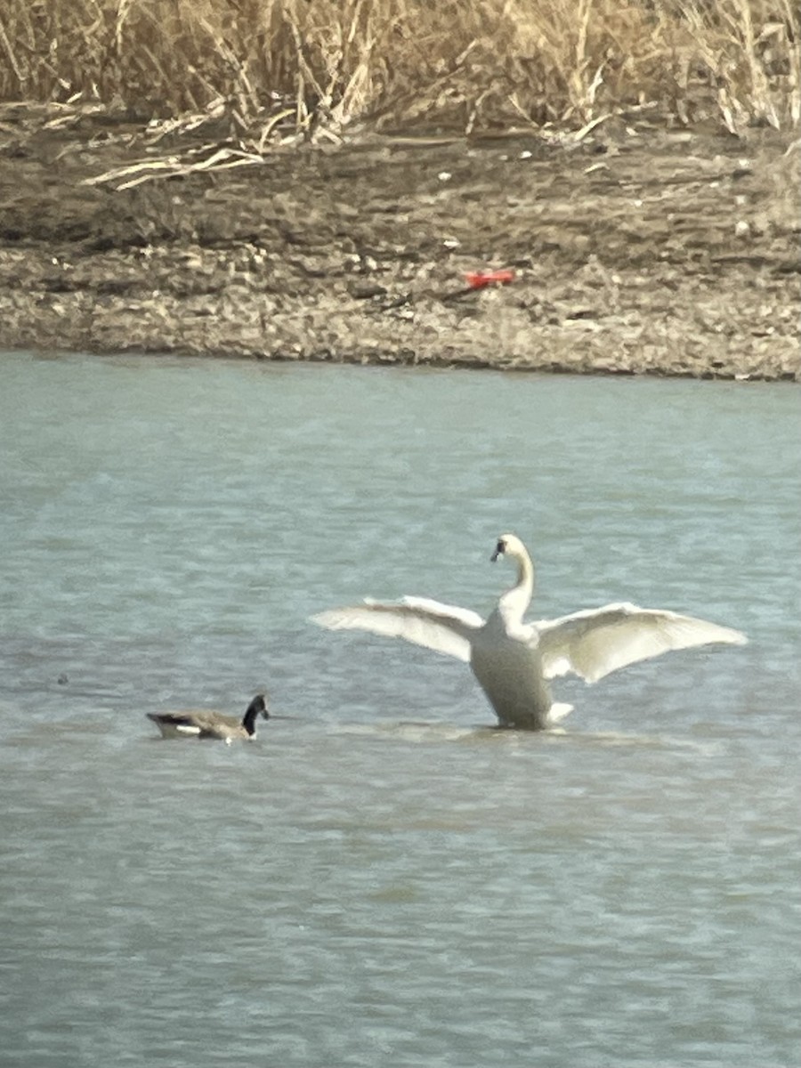 Tundra Swan - ML615934716