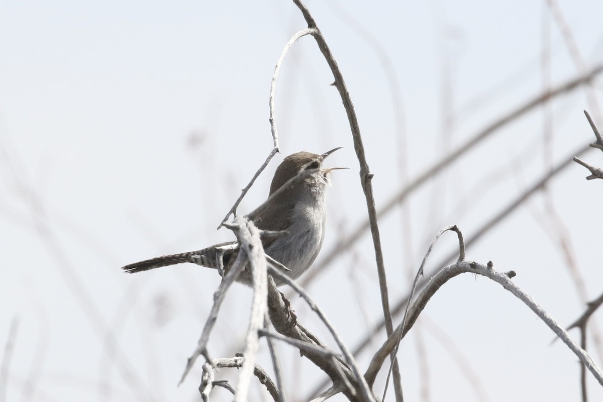 Bewick's Wren - ML615934724