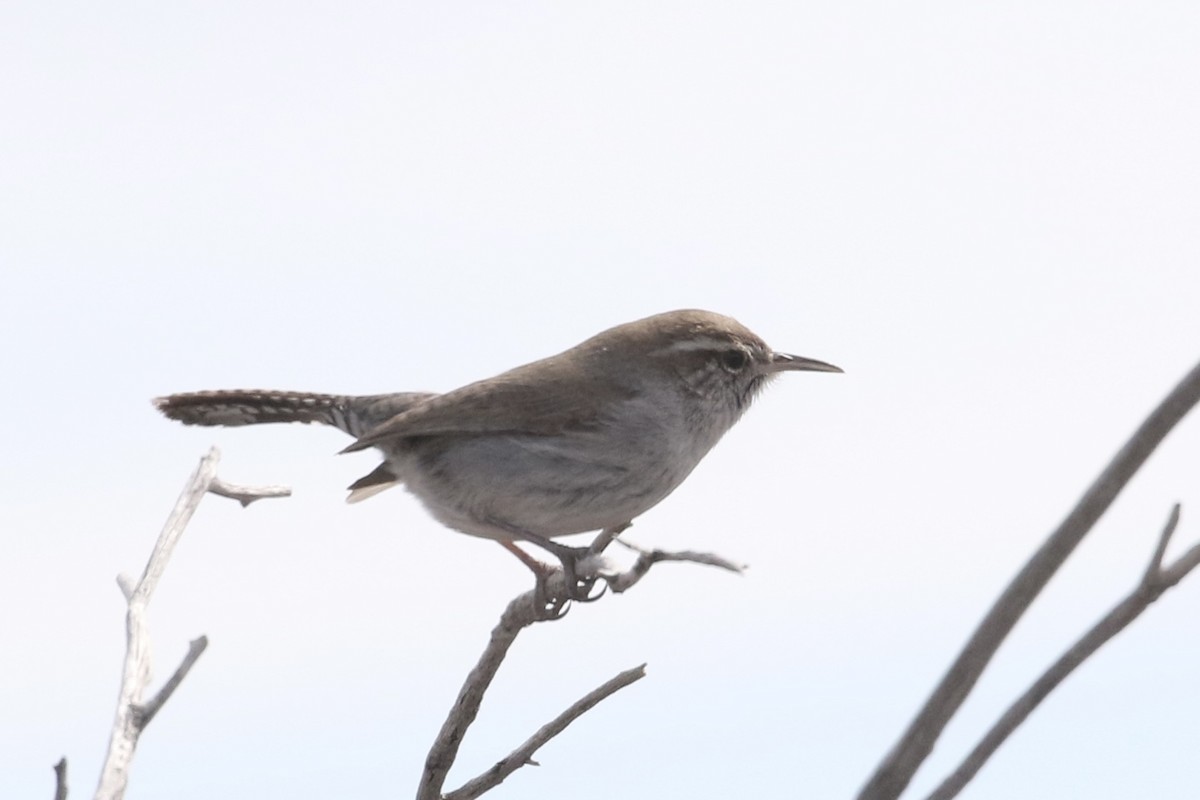 Bewick's Wren - ML615934725