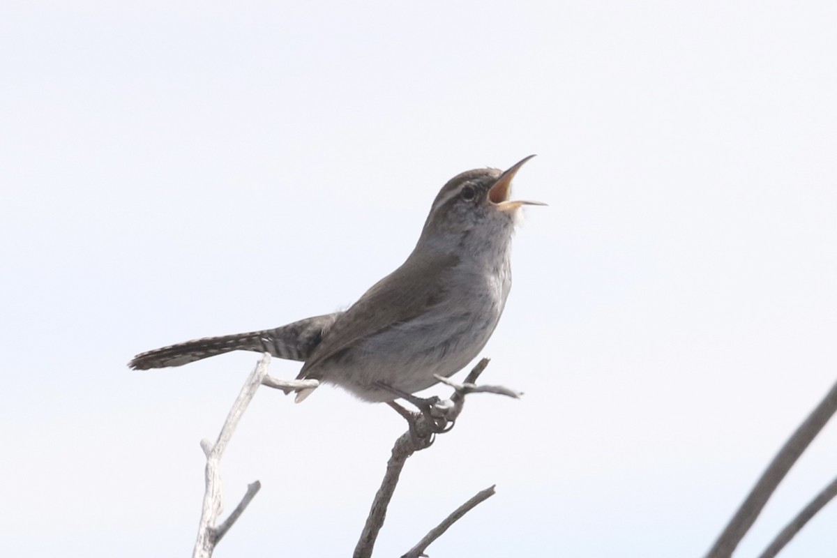 Bewick's Wren - Carol Ortenzio