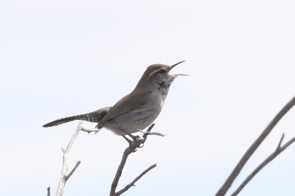 Bewick's Wren - ML615934727