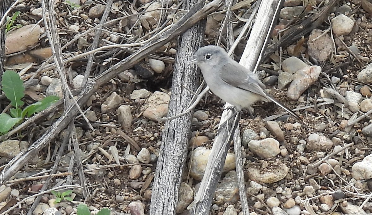 Black-tailed Gnatcatcher - ML615934731