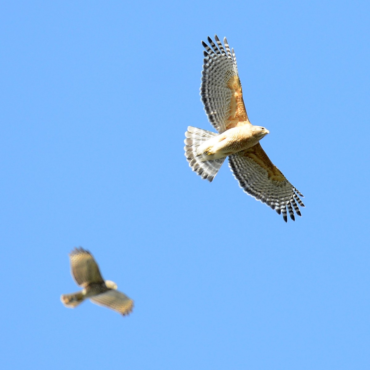 Red-shouldered Hawk - ML615934780