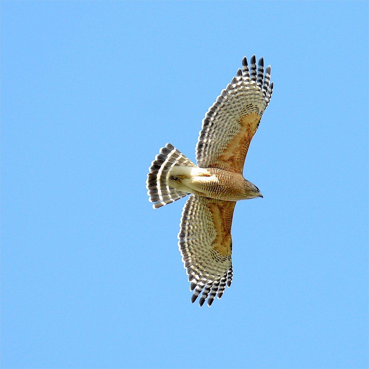 Red-shouldered Hawk - ML615934784